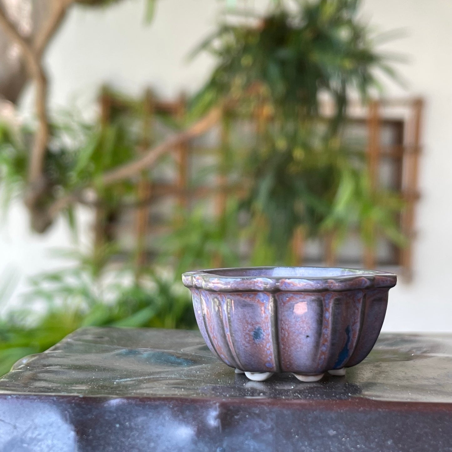 New! Tiny Flower-Shaped Mame Bonsai Pot in Lavender Aster, Only 1.5 inches wide