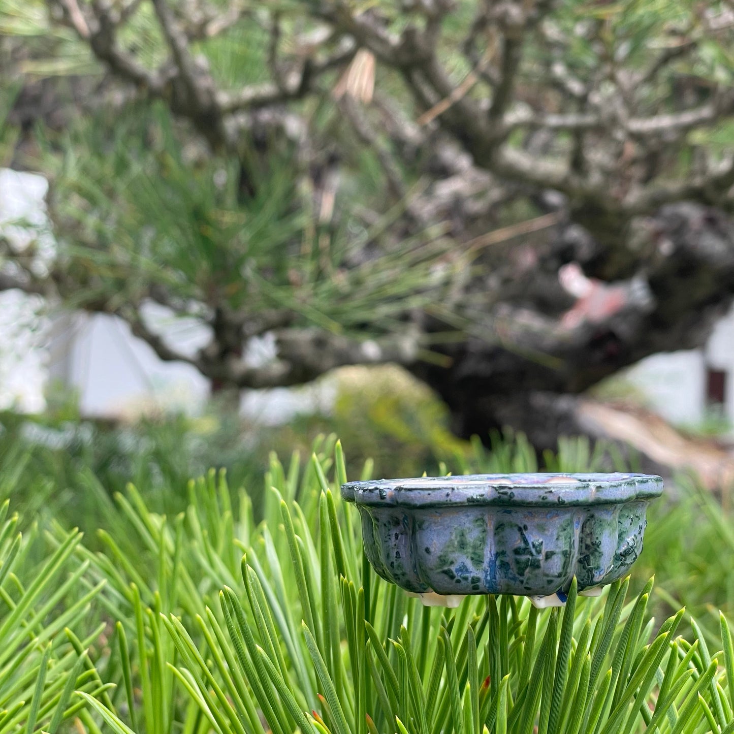 New! Tiny Sakura Flower Mame Bonsai Pot in Textured Dragon Skin, Only 2 inches wide