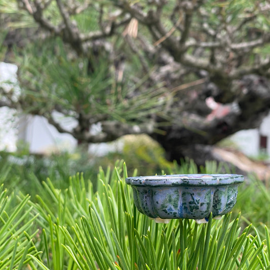 New! Tiny Sakura Flower Mame Bonsai Pot in Textured Dragon Skin, Only 2 inches wide