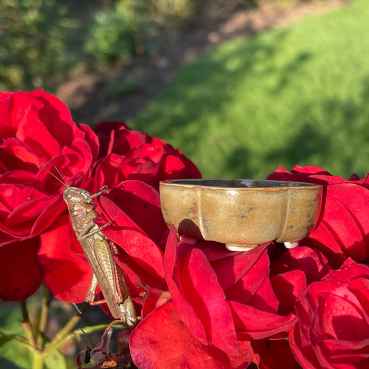 New! Tiny Rounded Oval Mame Bonsai Pot in Opal Luster, About 1.5 inches wide