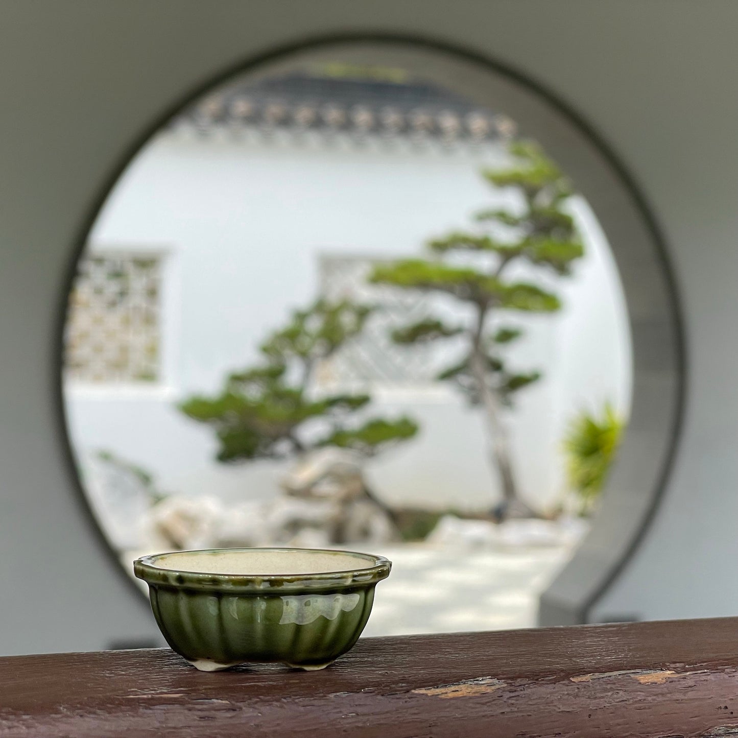 New! Tiny Scalloped Oval Mame Bonsai Pot in Pine Green, About 1.5 inches wide