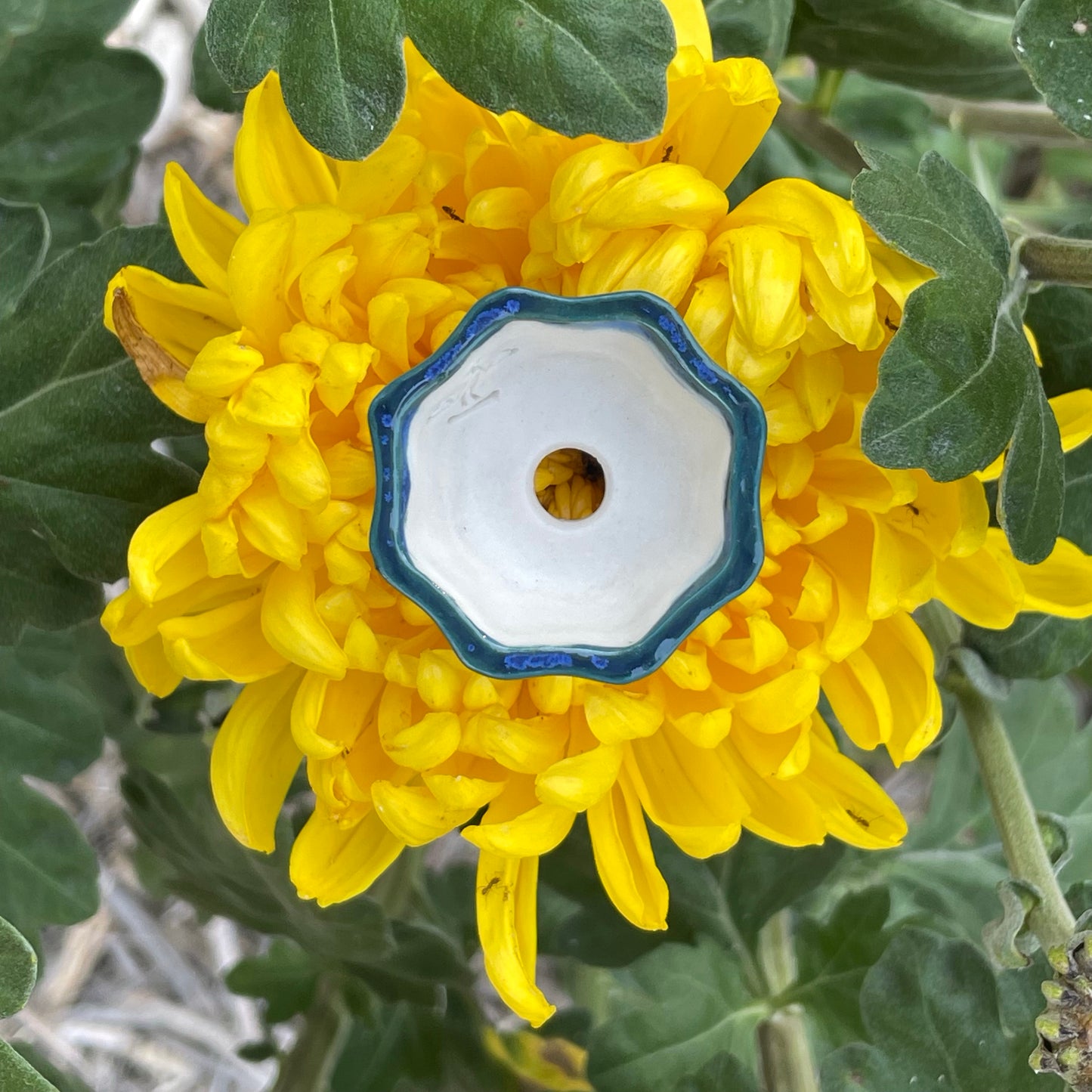 Tiny Flower-Shaped Mame Bonsai Pot in Teal Cerulean, Less than 1.5 inches wide