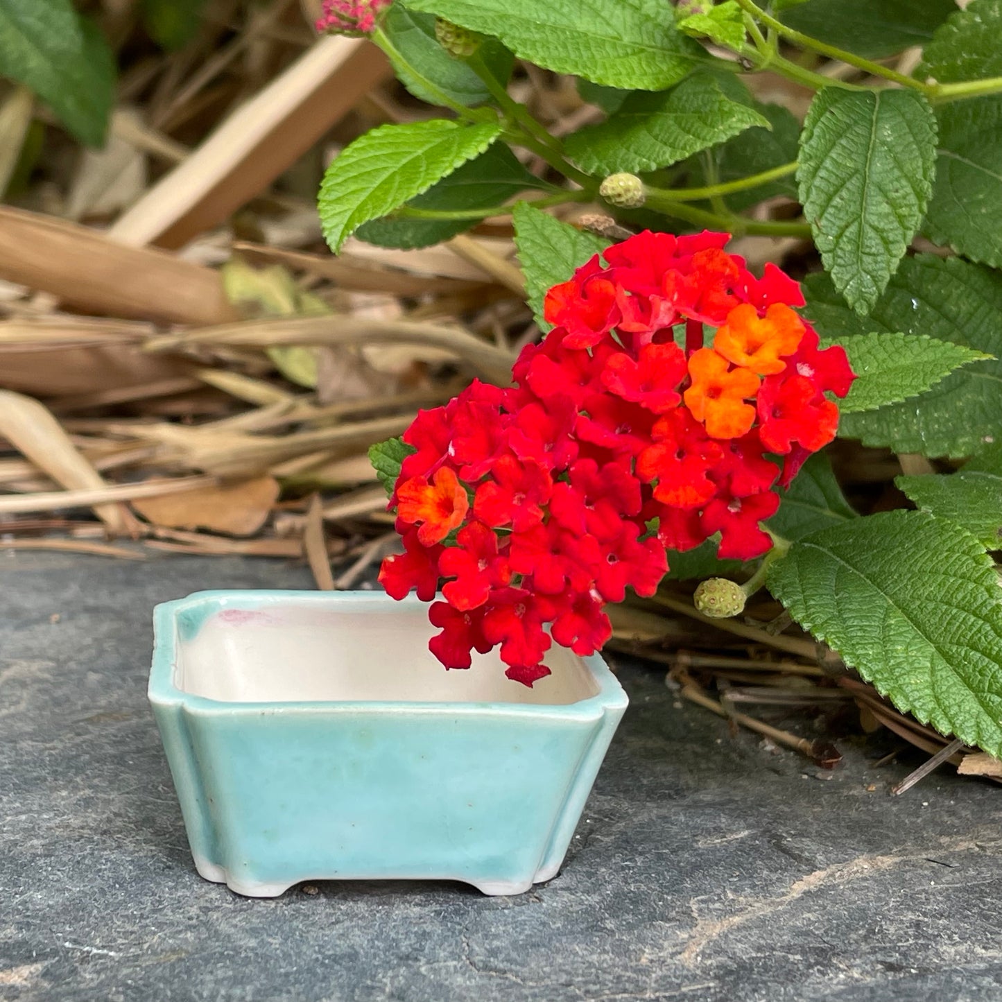 New! Tiny Rectangle Mame Bonsai Pot in Light Monstera, About 1.5 inches wide