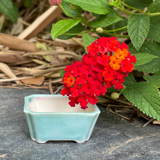 New! Tiny Rectangle Mame Bonsai Pot in Light Monstera, About 1.5 inches wide