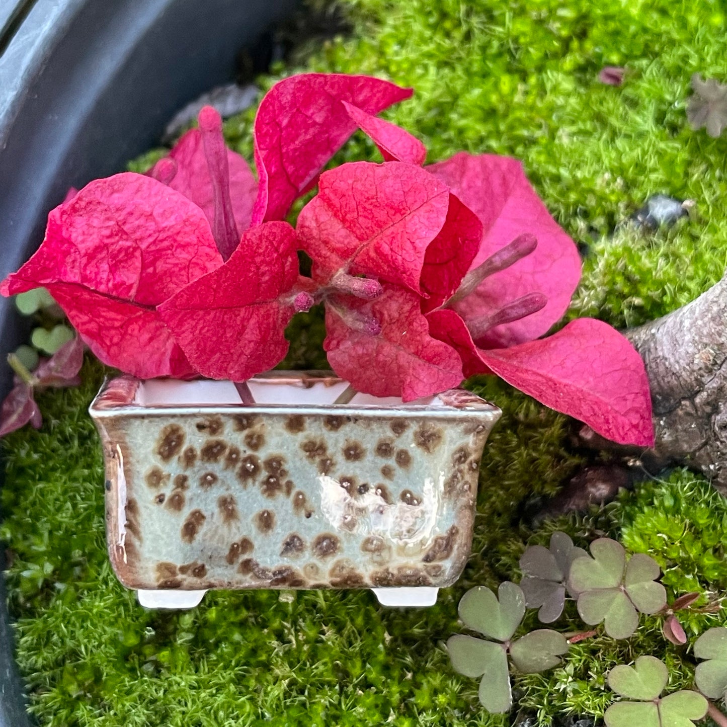 New! Tiny Rectangle Mame Bonsai Pot in Green Leopard, about 1.25 inches long, Handcrafted Miniature Pot