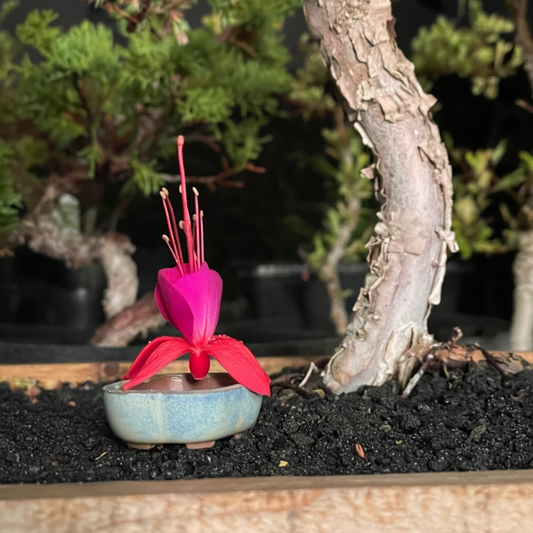 New! Tiny Rounded Oval Mame Bonsai Pot in Blue Opal, about 1.5 inches wide