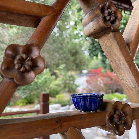 New! Tiny Flower-Shaped Mame Bonsai Pot in Sapphire, About 1.5 inches wide