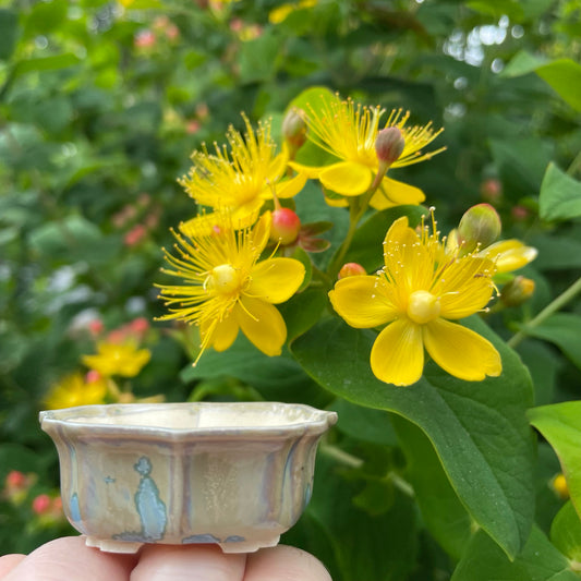 New! Tiny Lotus Mame Bonsai Pot in Blue Snowflake, About 2 inches wide