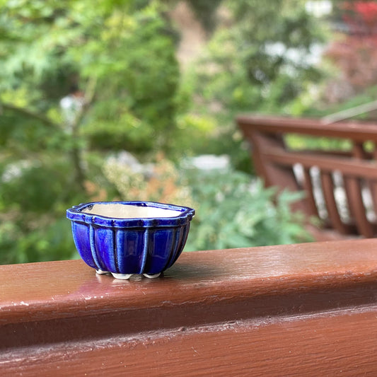 New! Tiny Flower-Shaped Mame Bonsai Pot in Sapphire, About 1.5 inches wide