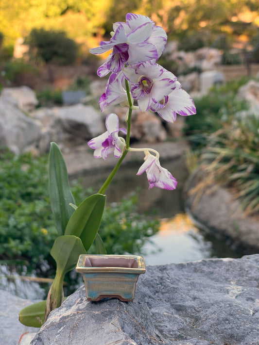 New! Tiny Embossed Rectangle Mame Bonsai Chocolate Porcelain Pot in Oyster, Less than 1.5 inches long