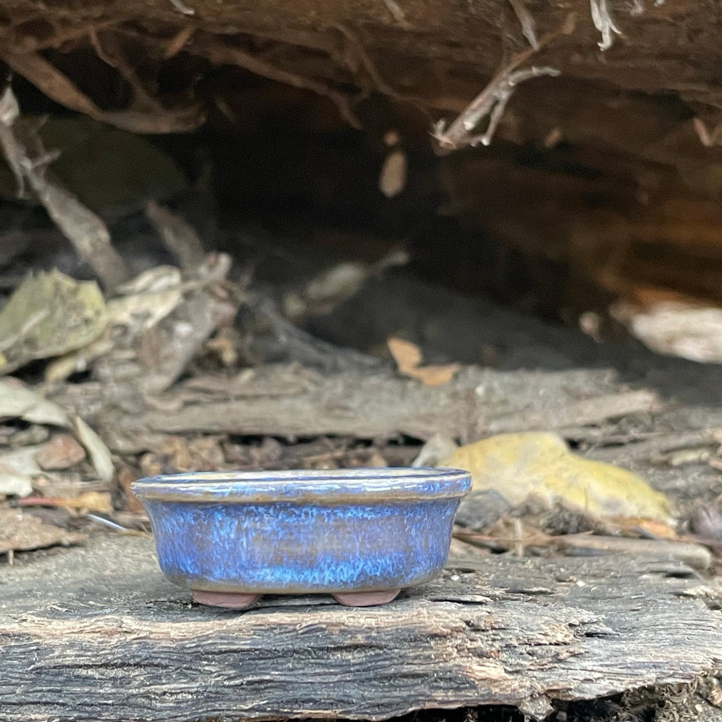 New! Tiny Oval Mame Bonsai Pot in Chocolate Porcelain with a Blue Glaze, About 1.5 inches long